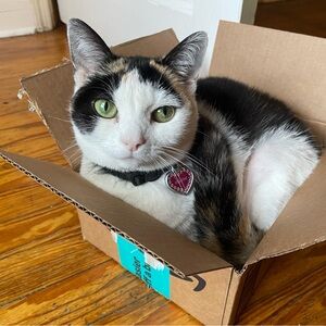 Meet Eclipse! (do not purchase this post!!)